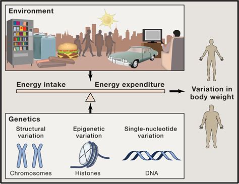 Social Environmental and Genetic Influences on Obesity …