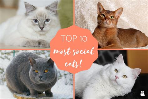 Social cat. Things To Know About Social cat. 