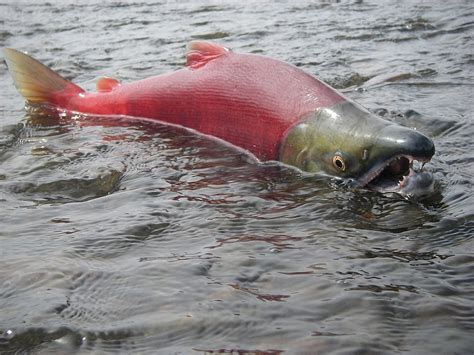 Sockeye salmon limits increased on Russian River ... - Alaska