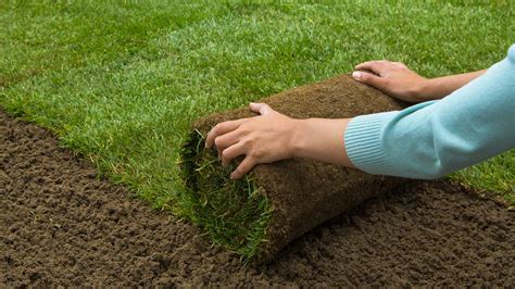 Sod cost. Landscaping Lawn Care. Sod Prices: The True Cost of Sod Installation [2024 … 