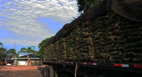 Sod depot lutz. A-1 Sod of Lutz LLC. carries only the finest quality sod and we stock fresh St. Augustine, Floratam, and Argentine Bahia daily. Call today 813-949-9993. 