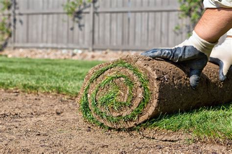 Sod laying. Tamp all the edges down with a vertical rake and fill in any cracks with topsoil rather than trying to stretch the sod. ... Now that the sod is down, it needs to ... 
