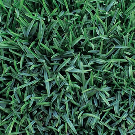 St. Augustine. An extremely adaptable grass, St. Augustine St. Augustine is great for warmer areas such as the midlands and coastal regions.. 