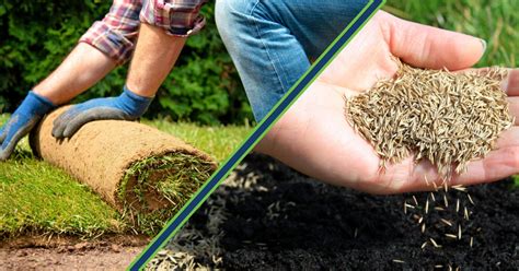 Sod vs seed. Growing a lawn from seed takes a lot more time than sod—sometimes as long as two years to completely fill. Installing the seed, however, is a lot cheaper and less-labor intensive. The seed is typically added on top of prepared soil using a spreader. The time it takes for the seeds to grow into a lush lawn depend on the soil conditions ... 