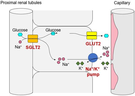 Sodium–Glucose Cotransporter 2 Inhibitors and the Risk of Below …