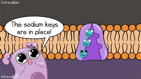 The resting membrane potential of a cell is maintained by