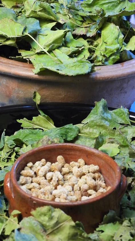 Sodyum, potasyum, magnezyum, iyot, kalsiyum ve fosfor bakımından zengin olan hamsi mutlaka tüketilmesi gereken bir balık.