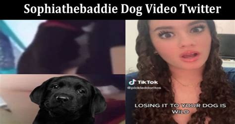 Sofia the baddie dog video. This video, which was uploaded to TikTok and Twitter in connection to the hashtag "#SofiaTheBaddie," involves a female and her pet black dog with two different camera angles used to display a far-from-ordinary activity … to say the least. 