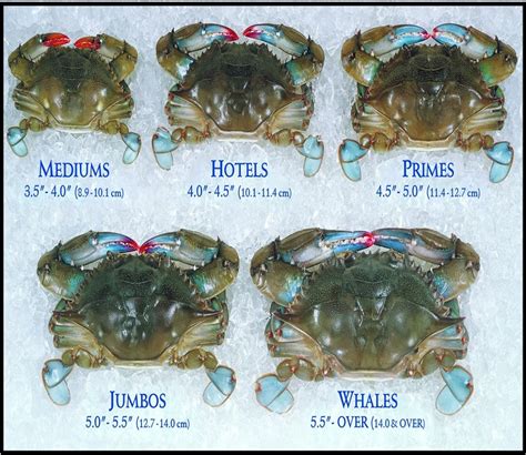Soft Shell Crab Size Chart