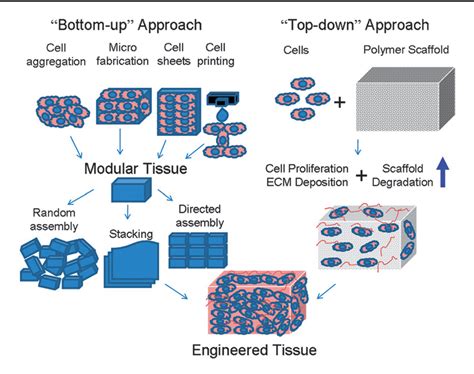 Soft Tissue Engineering - PubMed