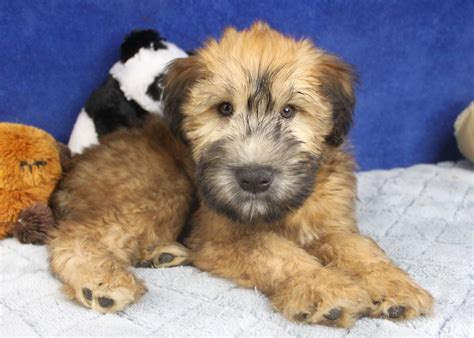 Soft coated wheaten puppies. Things To Know About Soft coated wheaten puppies. 