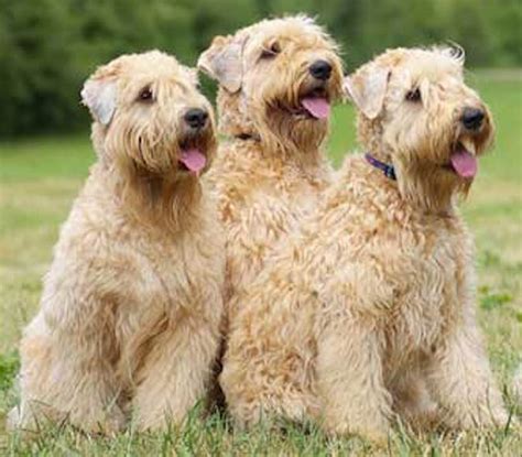 Soft coated wheaten terrier dog. Watch this video to find out how to prepare a garage floor and apply an epoxy coating right so it doesn't peel. Expert Advice On Improving Your Home Videos Latest View All Guides L... 