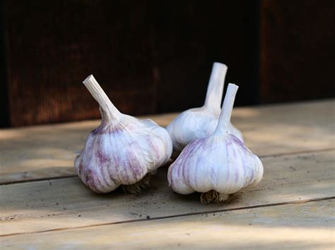 Softnecks Garlic Hood River Garlic Grown in Warm Climates