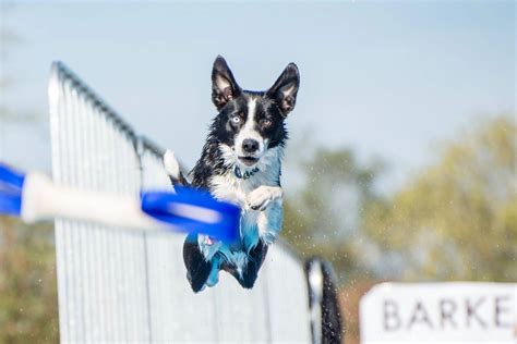 Welcome to the Soggy Dog Club! Tucson's most fun dock diving and doggy pool party location!