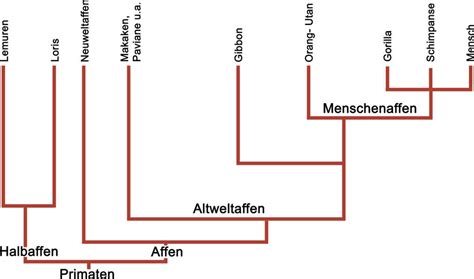 Sohlenzeichnung von felis und verwandtes zur systematik und oekologie des genus. - Rockwell collins pro line 21 manual.
