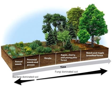 Soil Building How to Make Deep Rich Soils by Imitating Nature