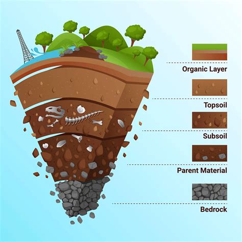 Soil Formation & Evaluation Worksheet WordMint