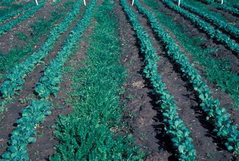 Soil Solarization: a process for controlling weeds - ANR Blogs