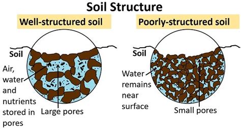 Soil biology - Wikipedia