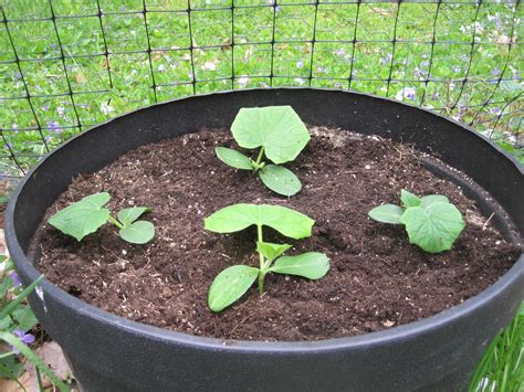 Soil for cucumbers in pots