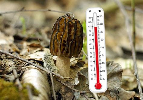 Morels do best when soil temperatures are around 50 degrees Fahrenheit and air temperatures are between 50 and 60 degrees. Morels often spring up near creeks or streams and in flood plains. Areas that have recently flooded are especially good spots to check because of the moisture and the potential that mushroom spores were carried to that spot .... 