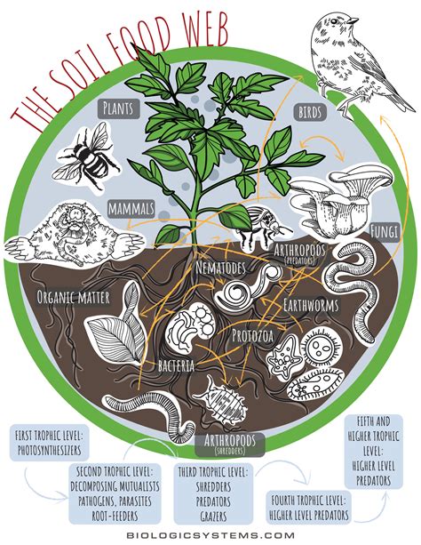 SoilFoodWeb - Reddit