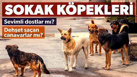 Sokak köpekleri YouTube.