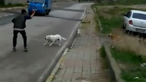 Sokak köpekleri küçük çocuğa saldırdı - Son Dakika Haberleri