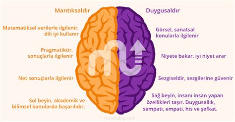 Sol beyin özellikleri
