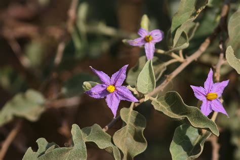 Solanum incanum - Wikipedia