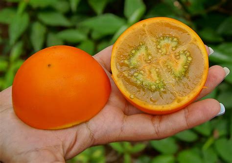 Lulo (Solanum quitoense) is a promising agro-industry fruit tree, not only because of its nutritional value, taste, and appearance but also because it provides an alternative production system in .... 