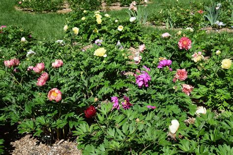 Daffodils, hardy geranium, epimedium, bee balm and peonies are some flowers that rabbits do not like to eat. Annuals, such as pelargonium geraniums, wax begonias, and ageratum, als.... 