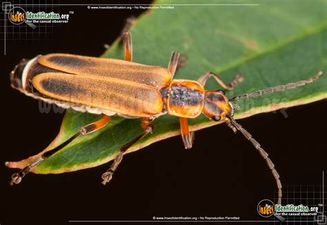 Soldier Beetle - Insect Identification