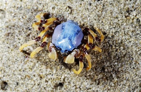 Soldier Crab - The Australian Museum