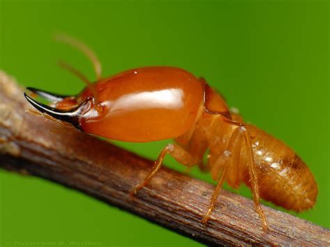 Soldier termites. Drywood Soldier Termites. Drywood soldier termites have a wide pronotum and large rectangular head. They have an orange head with black or dark brown mandibles. Compared to Subterranean soldier termites, Drywood soldiers have larger mandibles. They have a tan body that is just slightly larger than subterranean termites at around … 