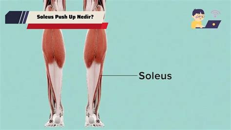 Soleus Push Up Nedir? Nasıl Yapılır? (2024) - teknobu.net