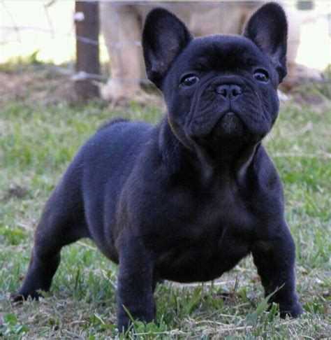 Solid Black French Bulldog Puppies