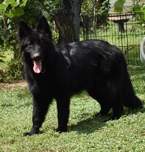 Solid Black Long Haired German Shepherd Puppies For Sale