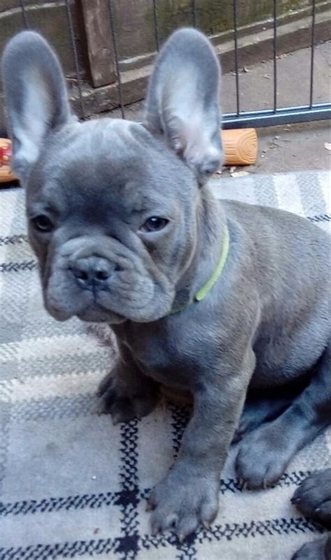 Solid Blue French Bulldog Puppies