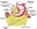 Solid Omental Tumors: Practice Essentials, Anatomy