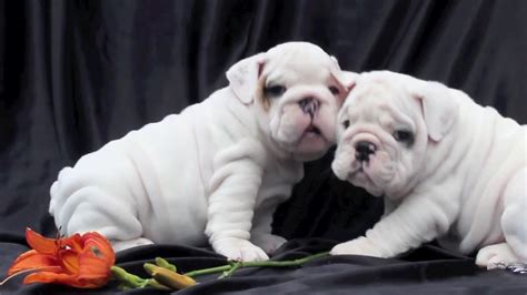Solid White English Bulldog Puppies For Sale