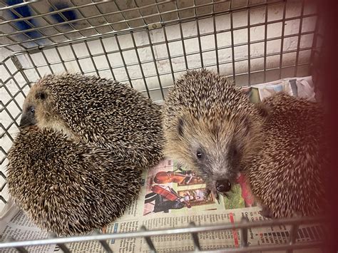 Solihogs Hedgehog Rescue