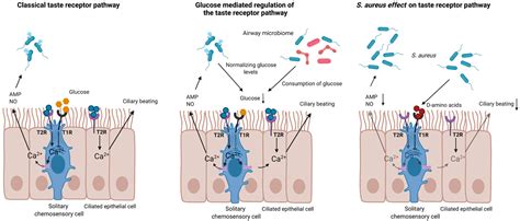 Solitary chemosensory cells and bitter taste receptor signaling in ...