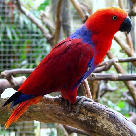 Solomon Island Eclectus Parrots for Sale - Birds Now