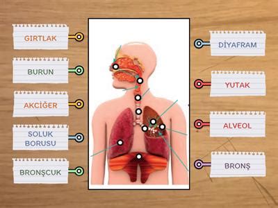 Solunum sistemi uçak Öğretim kaynakları Wordwall.