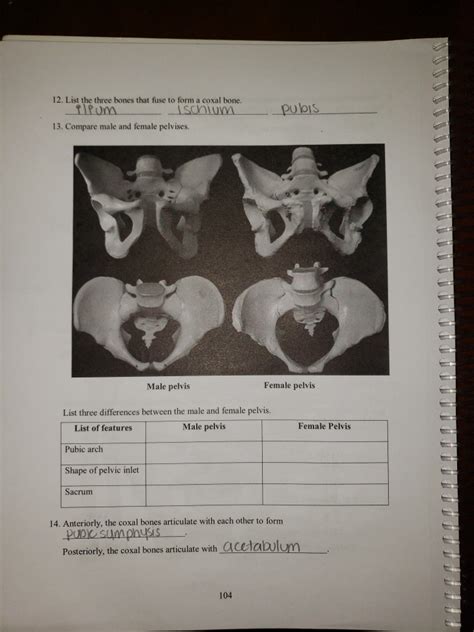 Solved 12. List the three bones that fuse to form a coxal