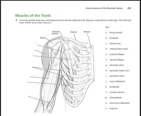 Solved 235 Gross Anatomy of the Muscular System Muscles of