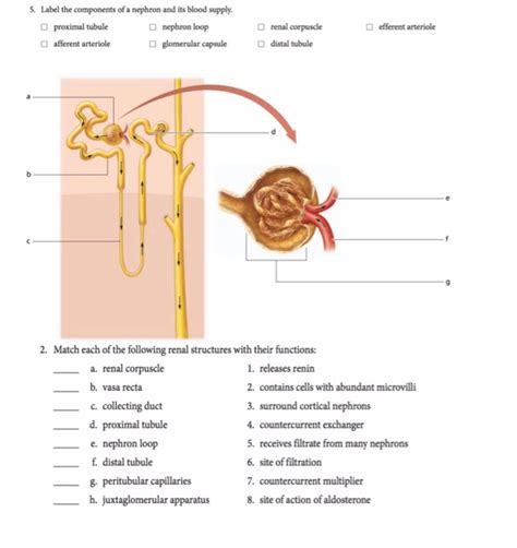 Solved 5. Label the components of a nephron and its blood - Chegg