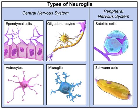 Solved A. Name the six types of neuroglia and where they are