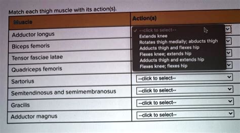 Solved Adducts and flexes hip/thigh; extends and laterally - Chegg